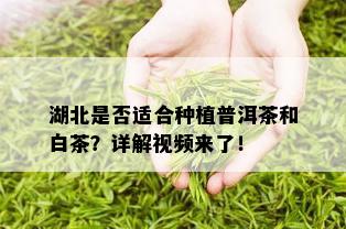 湖北是否适合种植普洱茶和白茶？详解视频来了！