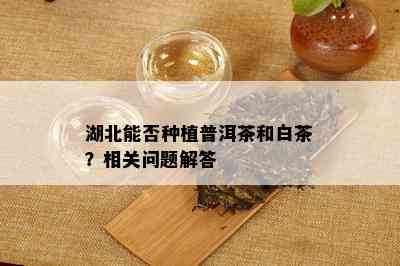 湖北能否种植普洱茶和白茶？相关问题解答