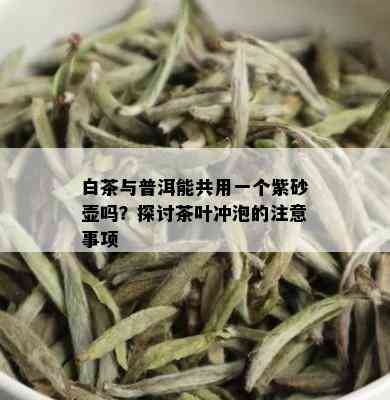 白茶与普洱能共用一个紫砂壶吗？探讨茶叶冲泡的注意事项