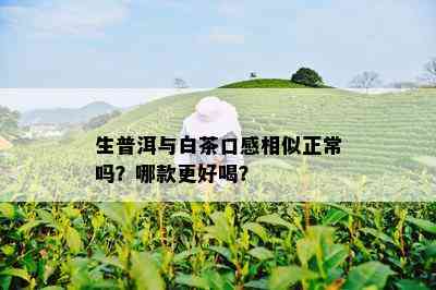 生普洱与白茶口感相似正常吗？哪款更好喝？