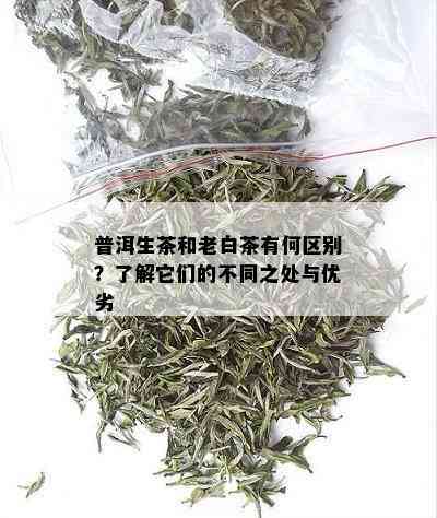 普洱生茶和老白茶有何区别？了解它们的不同之处与优劣