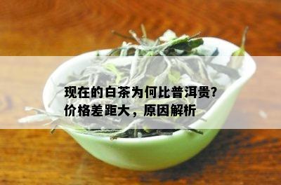 现在的白茶为何比普洱贵？价格差距大，原因解析