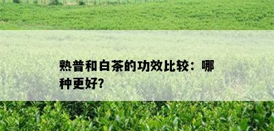 熟普和白茶的功效比较：哪种更好？