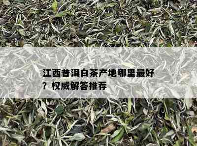 江西普洱白茶产地哪里更好？权威解答推荐