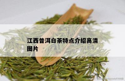 江西普洱白茶特点介绍高清图片