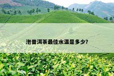 泡普洱茶更佳水温是多少？