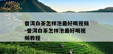 普洱白茶怎样泡更好喝视频-普洱白茶怎样泡更好喝视频教程