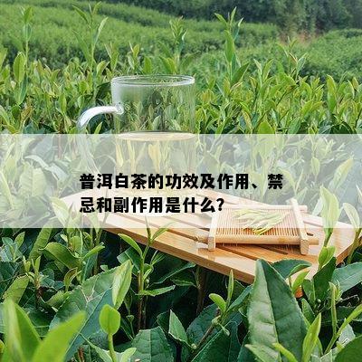 普洱白茶的功效及作用、禁忌和副作用是什么？