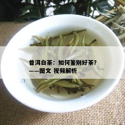 普洱白茶：如何鉴别好茶？——图文 视频解析