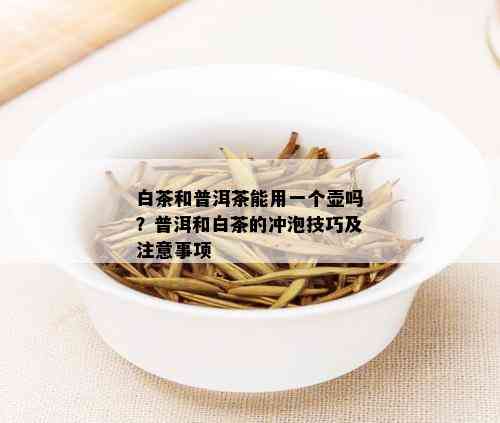 白茶和普洱茶能用一个壶吗？普洱和白茶的冲泡技巧及注意事项