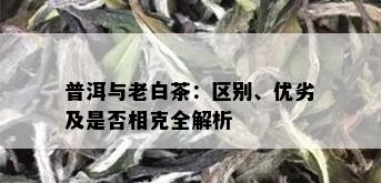 普洱与老白茶：区别、优劣及是否相克全解析