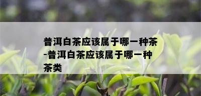 普洱白茶应该属于哪一种茶-普洱白茶应该属于哪一种茶类