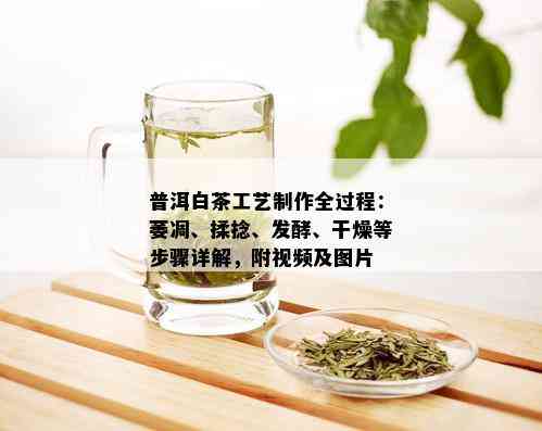 普洱白茶工艺制作全过程：萎凋、揉捻、发酵、干燥等步骤详解，附视频及图片