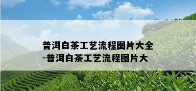 普洱白茶工艺流程图片大全-普洱白茶工艺流程图片大