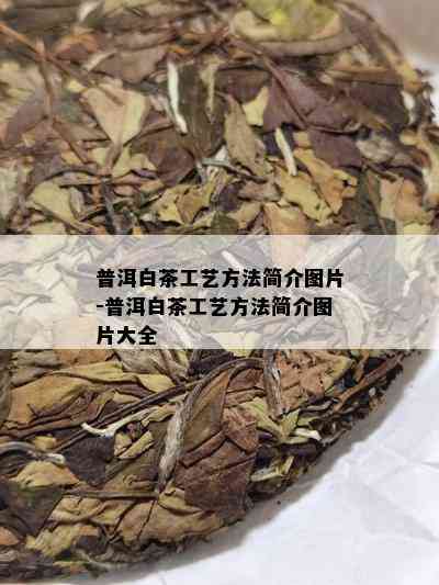 普洱白茶工艺方法简介图片-普洱白茶工艺方法简介图片大全