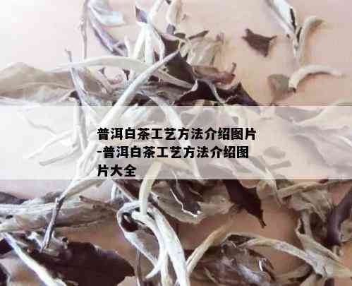 普洱白茶工艺方法介绍图片-普洱白茶工艺方法介绍图片大全