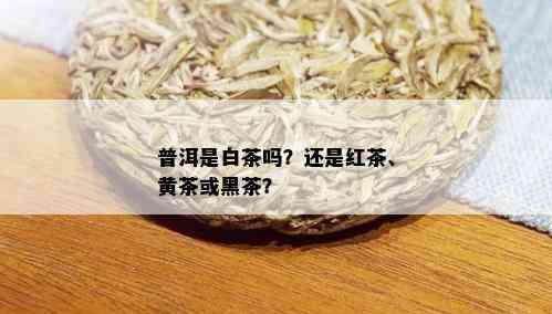 普洱是白茶吗？还是红茶、黄茶或黑茶？