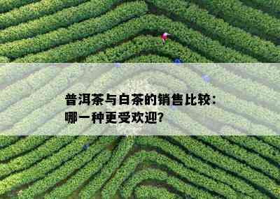 普洱茶与白茶的销售比较：哪一种更受欢迎？