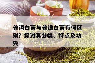 普洱白茶与普通白茶有何区别？探讨其分类、特点及功效