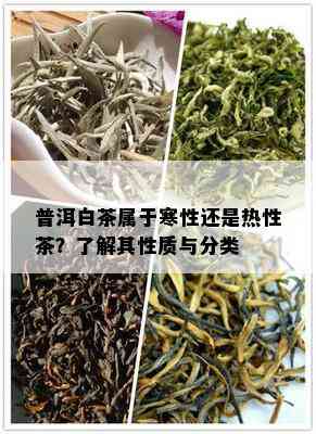 普洱白茶属于寒性还是热性茶？了解其性质与分类