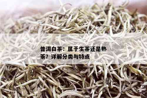 普洱白茶：属于生茶还是熟茶？详解分类与特点