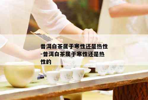 普洱白茶属于寒性还是热性-普洱白茶属于寒性还是热性的