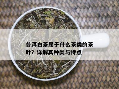 普洱白茶属于什么茶类的茶叶？详解其种类与特点