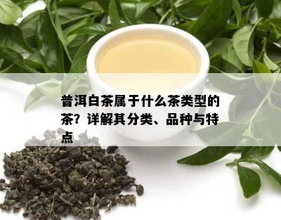 普洱白茶属于什么茶类型的茶？详解其分类、品种与特点