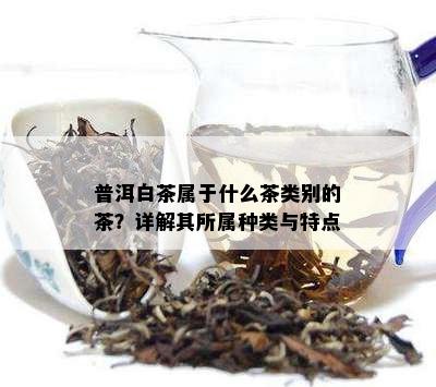 普洱白茶属于什么茶类别的茶？详解其所属种类与特点