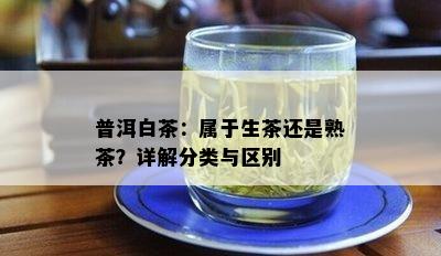 普洱白茶：属于生茶还是熟茶？详解分类与区别