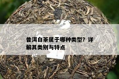 普洱白茶属于哪种类型？详解其类别与特点