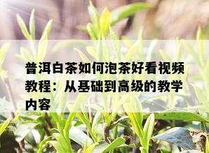 普洱白茶如何泡茶好看视频教程：从基础到高级的教学内容