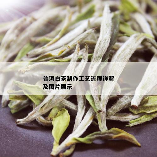 普洱白茶制作工艺流程详解及图片展示