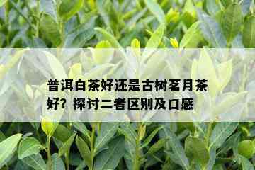 普洱白茶好还是古树茗月茶好？探讨二者区别及口感