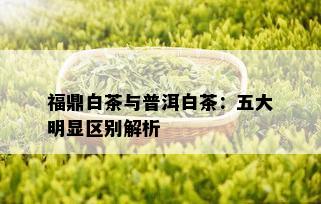 福鼎白茶与普洱白茶：五大明显区别解析