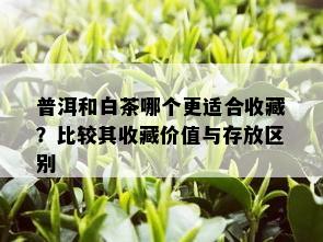 普洱和白茶哪个更适合收藏？比较其收藏价值与存放区别