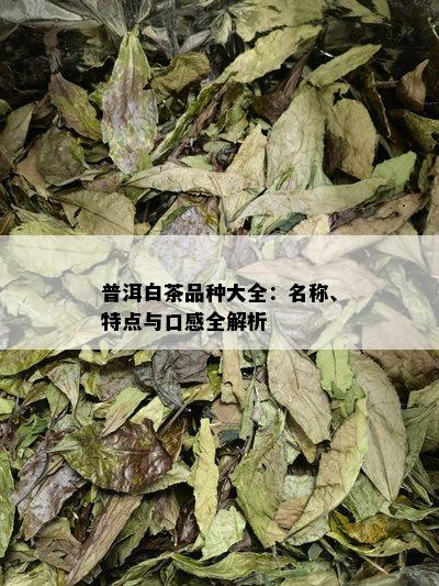 普洱白茶品种大全：名称、特点与口感全解析