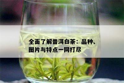 全面了解普洱白茶：品种、图片与特点一网打尽