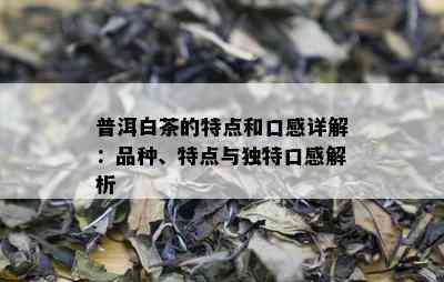 普洱白茶的特点和口感详解：品种、特点与独特口感解析