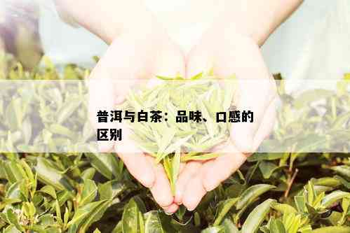 普洱与白茶：品味、口感的区别