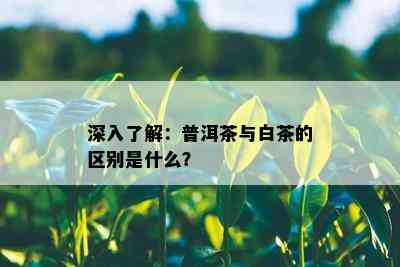 深入了解：普洱茶与白茶的区别是什么？