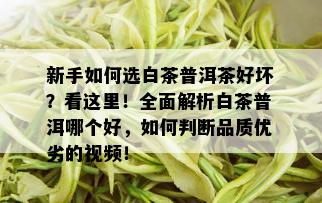 新手如何选白茶普洱茶好坏？看这里！全面解析白茶普洱哪个好，如何判断品质优劣的视频！