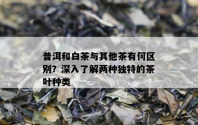 普洱和白茶与其他茶有何区别？深入了解两种独特的茶叶种类