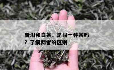 普洱和白茶：是同一种茶吗？了解两者的区别