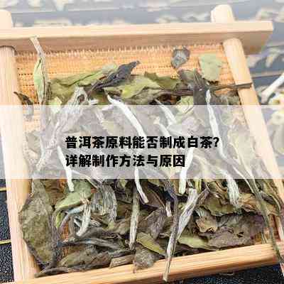 普洱茶原料能否制成白茶？详解制作方法与原因