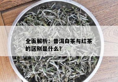 全面解析：普洱白茶与红茶的区别是什么？