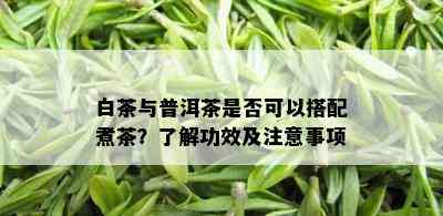 白茶与普洱茶是否可以搭配煮茶？了解功效及注意事项