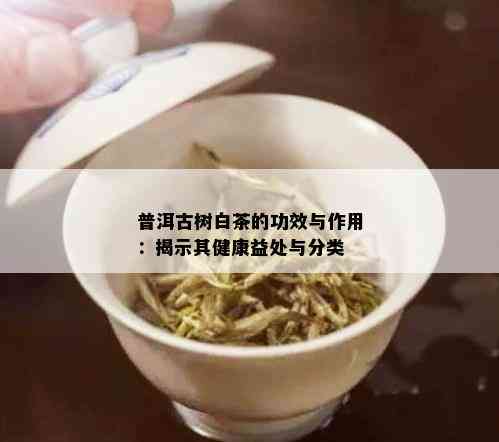 普洱古树白茶的功效与作用：揭示其健康益处与分类