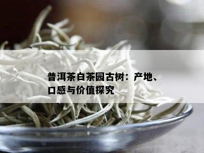 普洱茶白茶园古树：产地、口感与价值探究