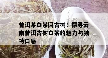 普洱茶白茶园古树：探寻云南普洱古树白茶的魅力与独特口感